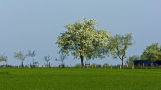 Tree fence sky bench nature - a fence free wallpaper