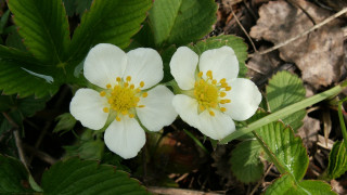 Two white flowers yellow centers 2 - a few green leaf free wallpaper