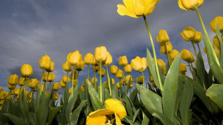 Yellow flowers field cloudy sky - a few yellow flower free wallpaper