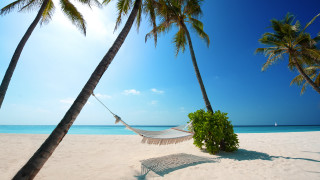 Hammock palm trees beach sailboat - a sailboat in the background free wallpaper
