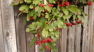 Berries fence leaves red berries - a bunch of berries free wallpaper