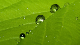 Green leaf water droplets macro 3 - a few drop of water free wallpaper