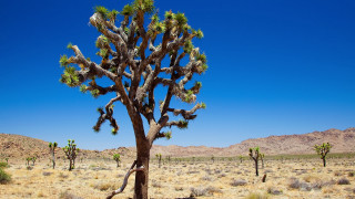 Large cactus desert mountains blue - blue sky in the background free wallpaper