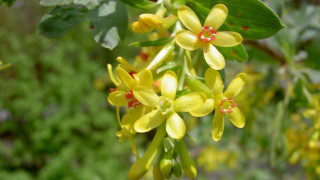 Yellow flowers branch green leaves - an illustration free wallpaper for desktop