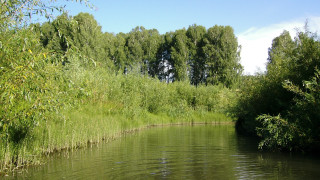 River trees boat nature sky - a bunch of trees free wallpaper