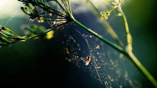 Spiderweb plant blurry background macro - environment free wallpaper