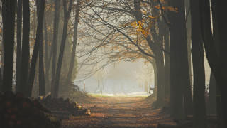 Forest path trees leaves fog - atmospheric free wallpaper