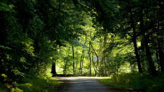 Forest road person bench bush - alen divi free wallpaper