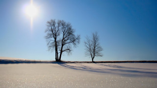 Snowy trees blue sky sun - shining free wallpaper