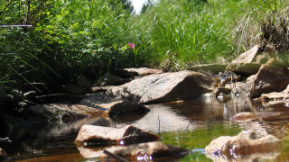 Forest stream rocks birds ecological - rock and grass free wallpaper