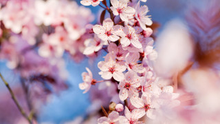 Cherry blossoms pink flowers macro - a few pink flower free wallpaper for desktop