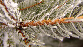 Pine snow needles macro winter 2 - needle free wallpaper