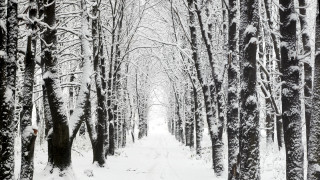 Snowy forest path bare tree - both side of it free wallpaper