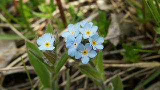 Blue flower macro photograph bokeh - a green plant free wallpaper for desktop
