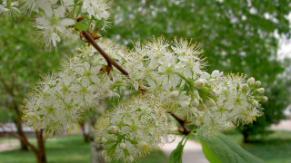 White flower closeup green leaves 2 - a close up of a tree free wallpaper