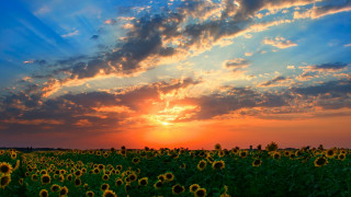Sunflower field sunset clouds mountain - a sunset in the background free wallpaper for desktop