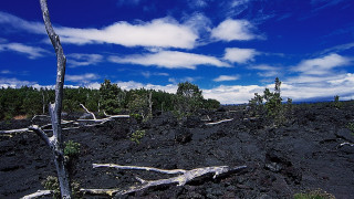 Barren trees beach city sky - barren free wallpaper