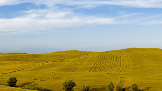 Yellow grass blue sky clouds - free landscape wallpaper