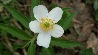 White flower yellow stamens macro 2 - simple free wallpaper for desktop