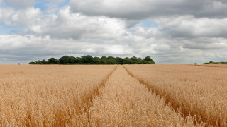 Wheat field clouds trees horizon - heavy grain free wallpaper