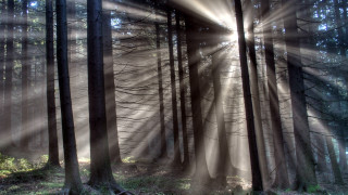 Forest sunbeams bench nature light - sunbeam free wallpaper