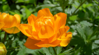 Yellow flower bokeh nature depth - a single flower in the foreground free wallpaper