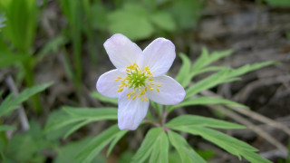 White flower yellow stamens forest - green leaf and grass free wallpaper for desktop