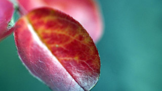 Red yellow flower green blurry - dorothea braby free wallpaper