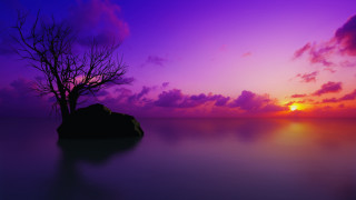 Mystical tree rock water sunset - a purple sky free wallpaper for desktop