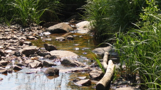 Lush forest stream rocks bamboo - rock and grass free wallpaper for desktop