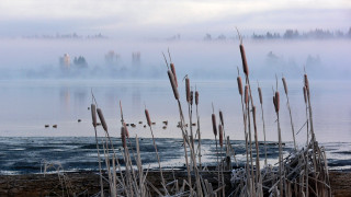 Foggy lake reeds building bridge - a foggy lake free wallpaper
