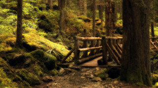 Wooden bridge forest mossy trees 3 - derold page free wallpaper