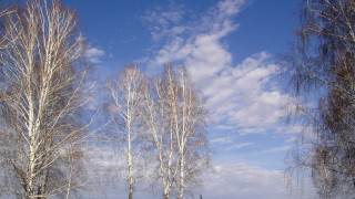 Bare trees blue sky clouds - a bench in the foreground free wallpaper