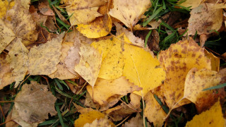 Yellow leaves autumn puzzle nature - postminimalism free wallpaper