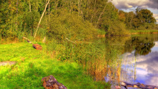 Lake trees grass fallen log - flora macdonald reid free wallpaper for desktop