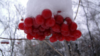 Berry snow branch nature autumn - a bunch of berries free wallpaper