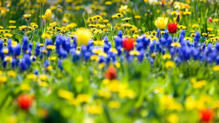 Flower field yellow red blurry - rich vivid color free wallpaper