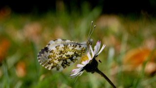 Butterfly flower field bokeh macro - a butterfly free wallpaper for desktop