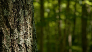 Mossy tree forest bird shallow 2 - moss free wallpaper