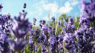 Lavender field blue sky clouds 3 - a field of lavender free wallpaper