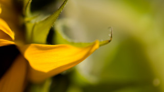 Yellow flower closeup bokeh shallow - a yellow flower free wallpaper