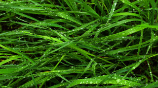 Grass water droplets macro nature 4 - leaf and grass free wallpaper
