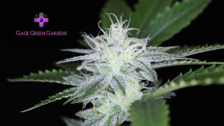 Cag green gardens macro holography - a green plant free wallpaper for desktop