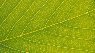 Green leaf yellow line macro 3 - a yellow line free wallpaper