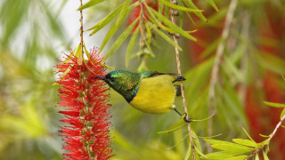 Bird branch redflowers greenyellowbird nature - douglas robertson bisset free wallpaper