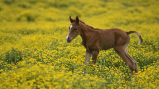 Small horse field yellow flowers - yellow flower and grass free wallpaper
