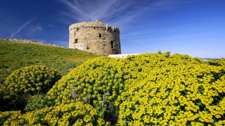 Tower hill yellow flowers blue - wispy free wallpaper