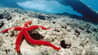 Red starfish coral reef blue 2 - a coral reef in the ocean free wallpaper