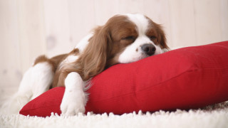 Dog sleeping red pillow room - a red pillow free wallpaper