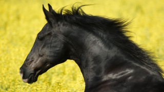 Black horse yellow field blurry - a black horse free wallpaper